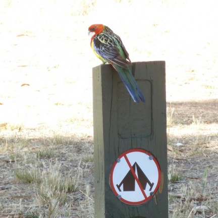 Rosella