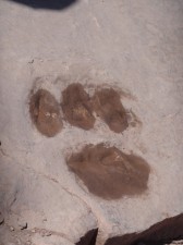 Dinosaur prints