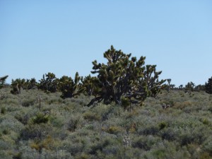 JoshuaTree