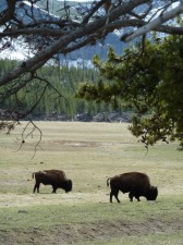 Yellowstone4